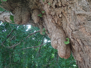 DSC04341.JPG