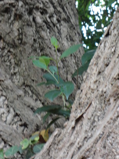 DSC04354.JPG