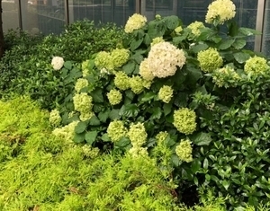 あじさいB名古屋.jpg