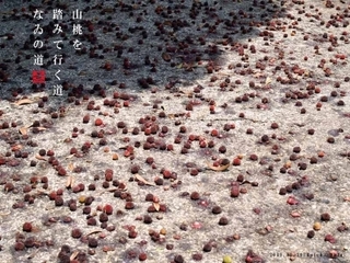 やまもも1.jpg