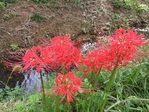 彼岸花A.jpg