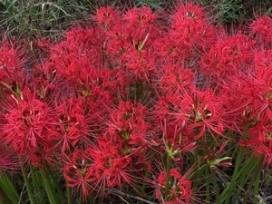 1彼岸花@.jpg